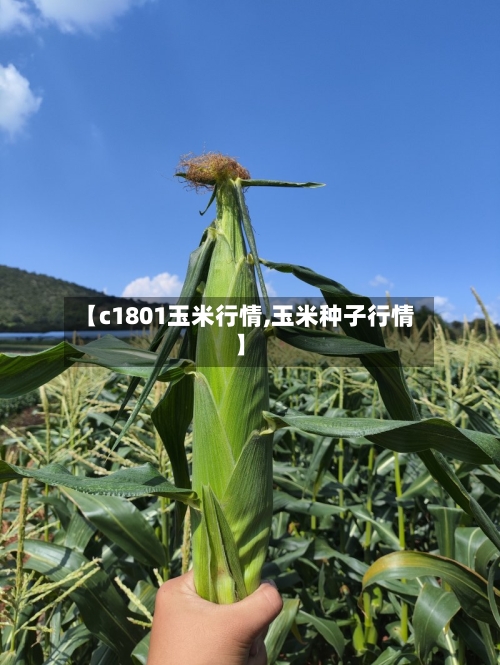 【c1801玉米行情,玉米种子行情】-第2张图片
