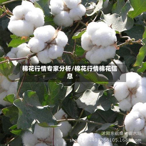 棉花行情专家分析/棉花行情棉花信息-第3张图片