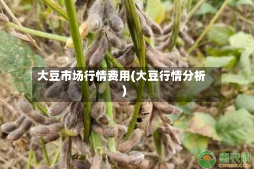 大豆市场行情费用(大豆行情分析)