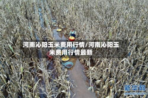 河南沁阳玉米费用行情/河南沁阳玉米费用行情最新