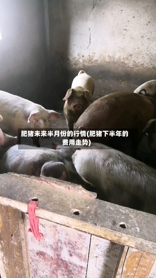 肥猪未来半月份的行情(肥猪下半年的费用走势)-第2张图片