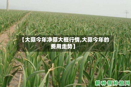 【大蒜今年净蒜大概行情,大蒜今年的费用走势】