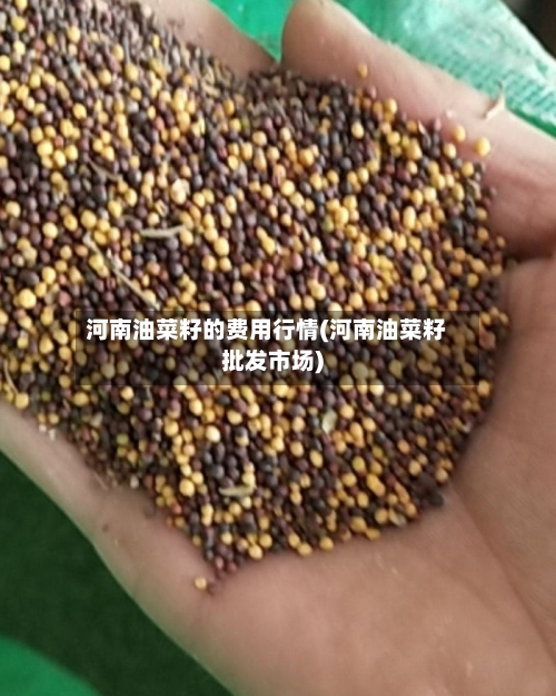 河南油菜籽的费用行情(河南油菜籽批发市场)