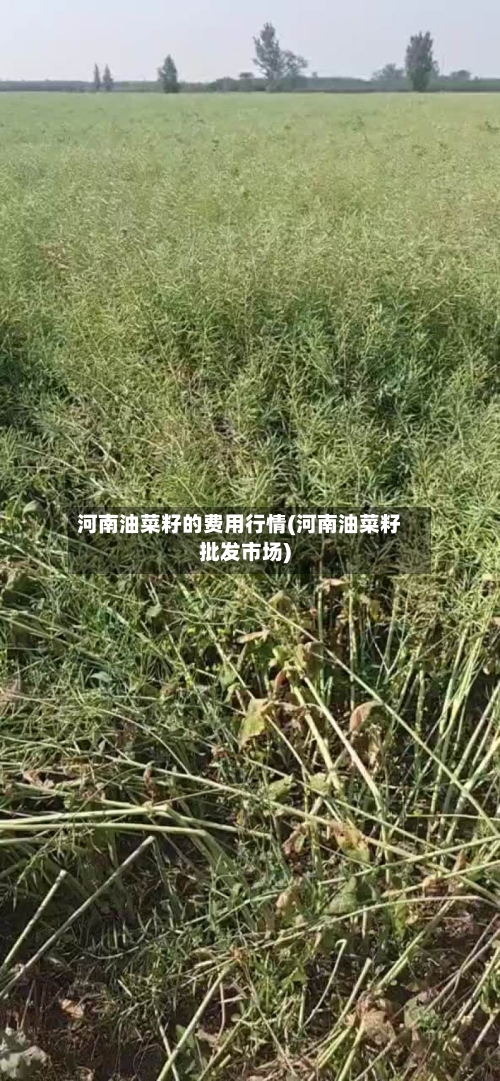 河南油菜籽的费用行情(河南油菜籽批发市场)-第2张图片