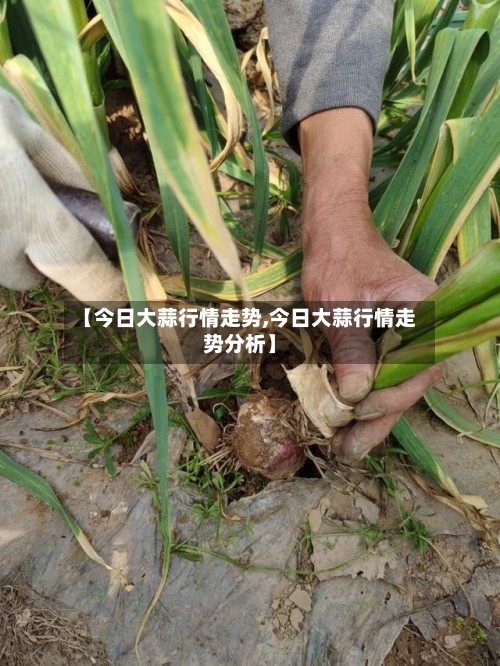 【今日大蒜行情走势,今日大蒜行情走势分析】