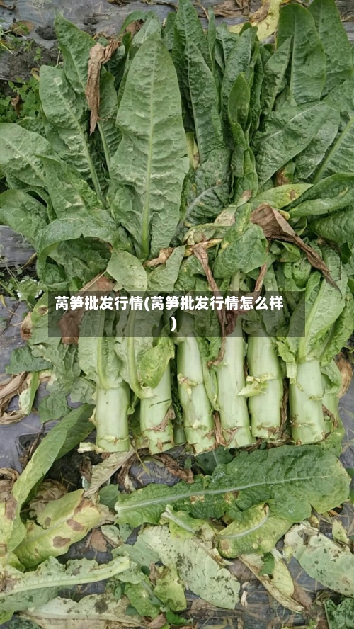 莴笋批发行情(莴笋批发行情怎么样)-第2张图片