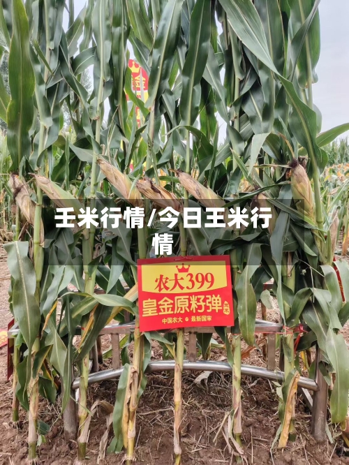 壬米行情/今日王米行情-第2张图片