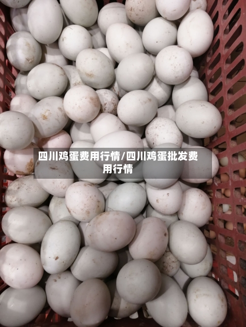 四川鸡蛋费用行情/四川鸡蛋批发费用行情