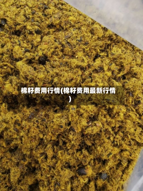 棉籽费用行情(棉籽费用最新行情)