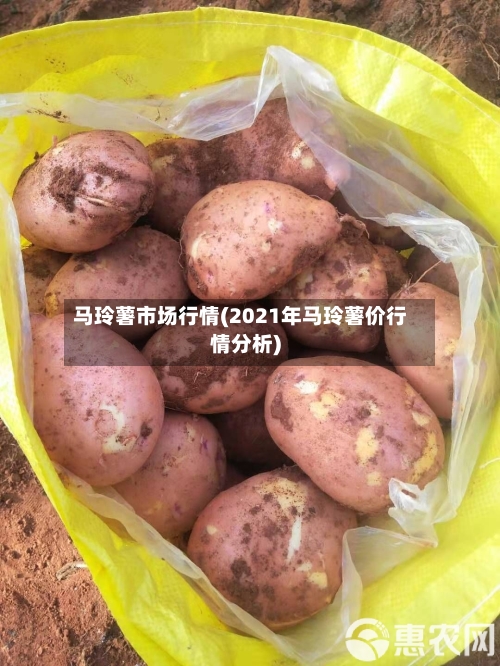 马玲薯市场行情(2021年马玲薯价行情分析)-第3张图片