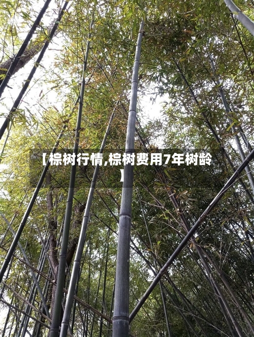 【棕树行情,棕树费用7年树龄】-第2张图片