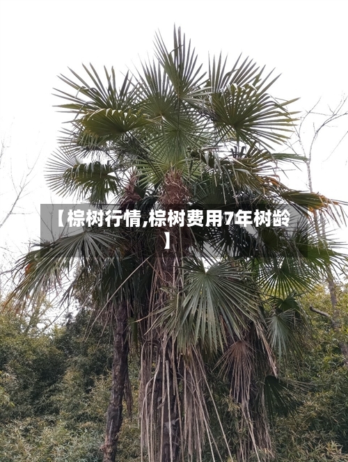 【棕树行情,棕树费用7年树龄】-第3张图片