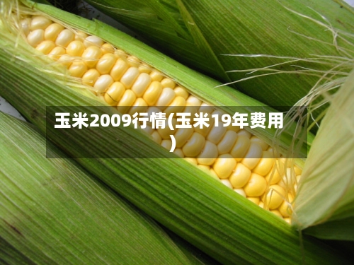 玉米2009行情(玉米19年费用)