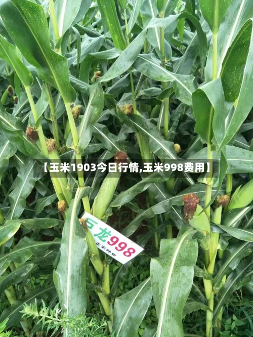 【玉米1903今日行情,玉米998费用】-第3张图片