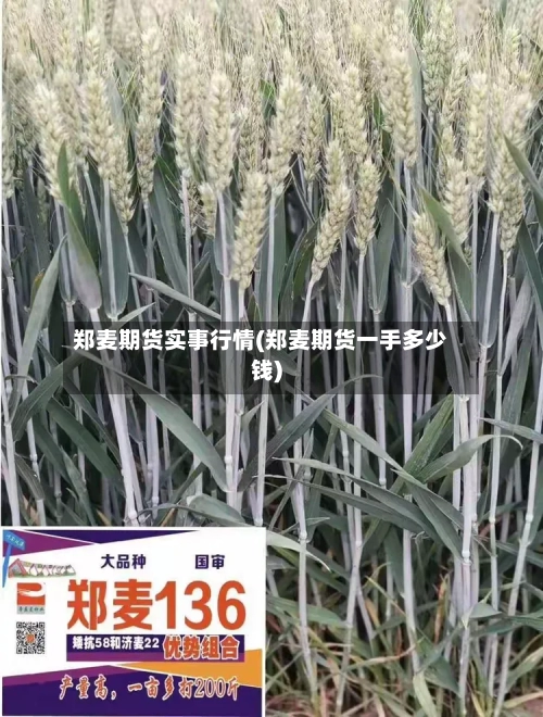 郑麦期货实事行情(郑麦期货一手多少钱)