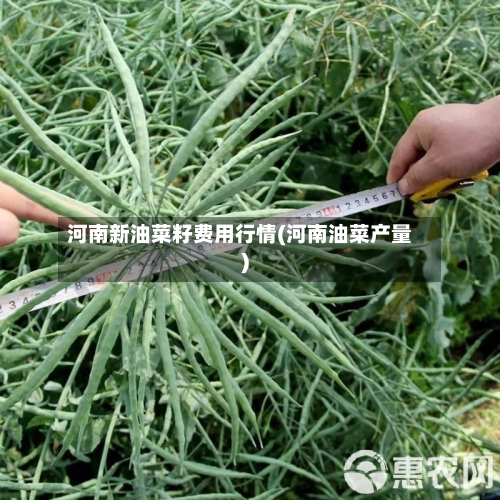河南新油菜籽费用行情(河南油菜产量)-第3张图片