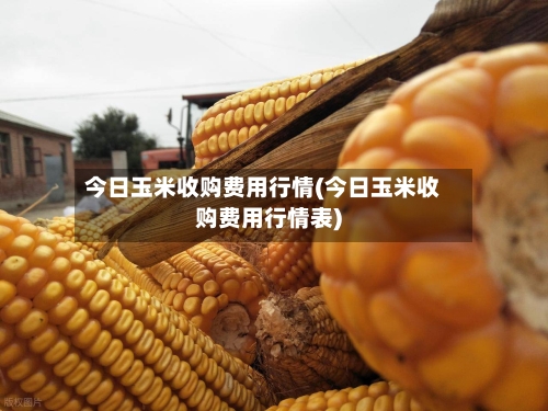 今日玉米收购费用行情(今日玉米收购费用行情表)