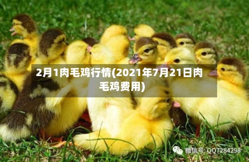 2月1肉毛鸡行情(2021年7月21日肉毛鸡费用)-第3张图片