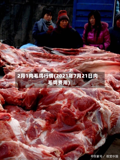 2月1肉毛鸡行情(2021年7月21日肉毛鸡费用)-第2张图片