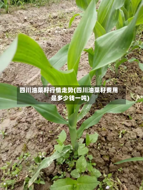 四川油菜籽行情走势(四川油菜籽费用是多少钱一吨)-第2张图片