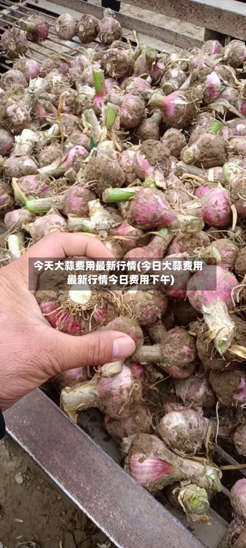 今天大蒜费用最新行情(今日大蒜费用最新行情今日费用下午)