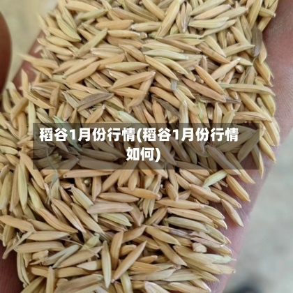 稻谷1月份行情(稻谷1月份行情如何)-第2张图片