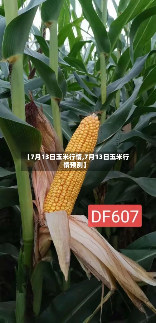 【7月13日玉米行情,7月13日玉米行情预测】-第2张图片