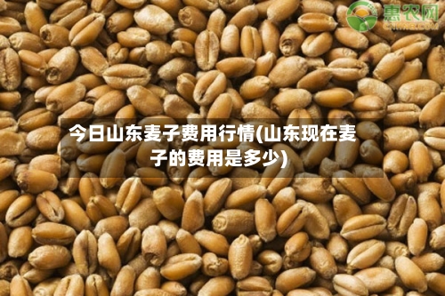 今日山东麦子费用行情(山东现在麦子的费用是多少)-第2张图片