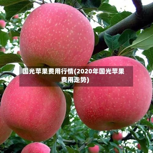 国光苹果费用行情(2020年国光苹果费用走势)