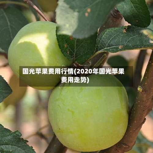 国光苹果费用行情(2020年国光苹果费用走势)-第2张图片