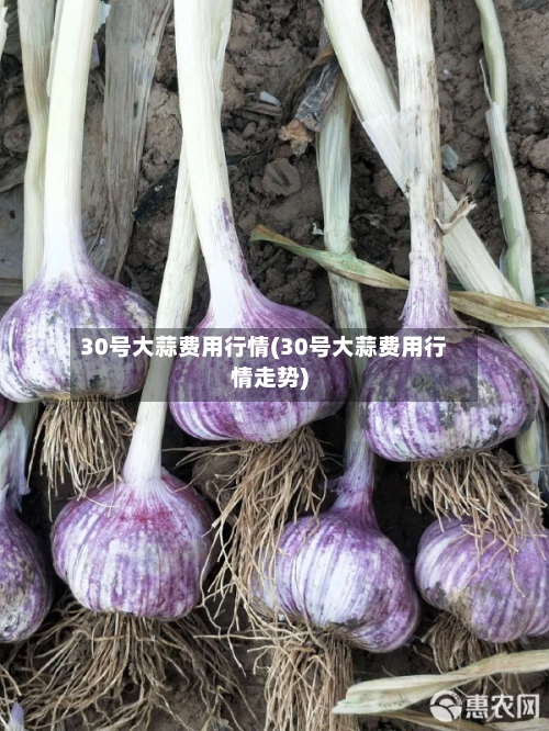 30号大蒜费用行情(30号大蒜费用行情走势)