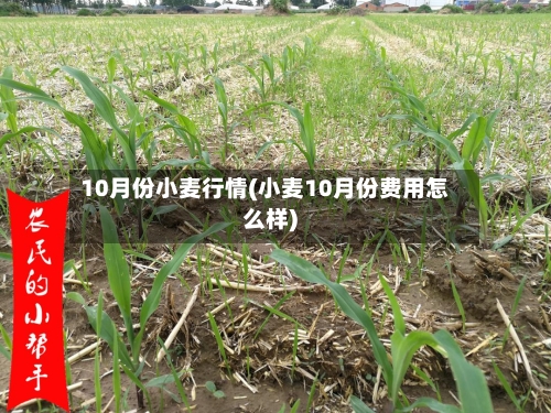 10月份小麦行情(小麦10月份费用怎么样)-第2张图片