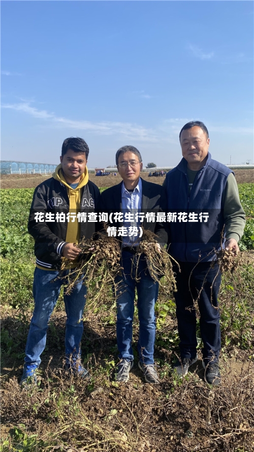花生柏行情查询(花生行情最新花生行情走势)-第2张图片