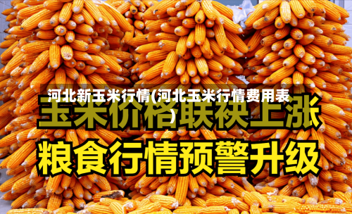 河北新玉米行情(河北玉米行情费用表)-第2张图片
