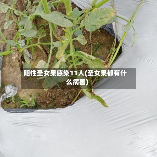 阳性圣女果感染11人(圣女果都有什么病害)-第2张图片