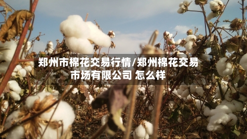 郑州市棉花交易行情/郑州棉花交易市场有限公司 怎么样-第3张图片