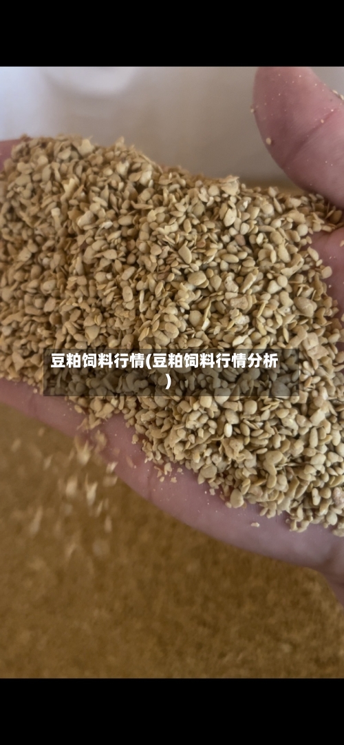 豆粕饲料行情(豆粕饲料行情分析)-第2张图片