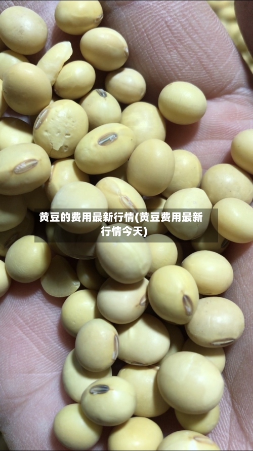 黄豆的费用最新行情(黄豆费用最新行情今天)