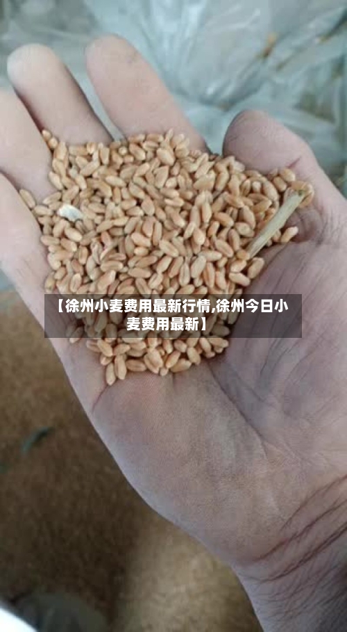【徐州小麦费用最新行情,徐州今日小麦费用最新】