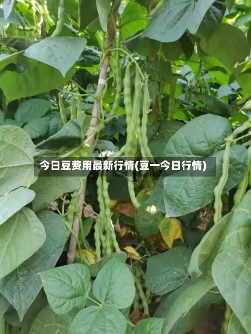 今日豆费用最新行情(豆一今日行情)-第2张图片
