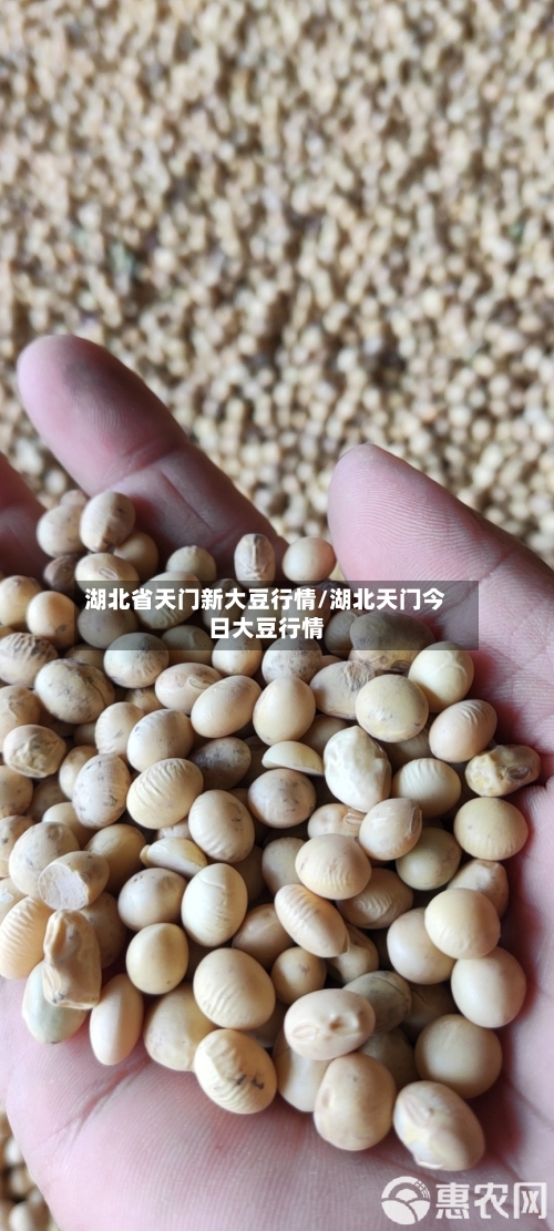湖北省天门新大豆行情/湖北天门今日大豆行情-第2张图片