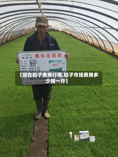 【现在稻子费用行情,稻子市场费用多少钱一斤】-第2张图片