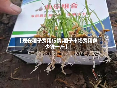 【现在稻子费用行情,稻子市场费用多少钱一斤】-第3张图片