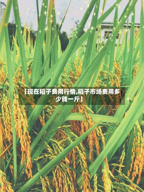 【现在稻子费用行情,稻子市场费用多少钱一斤】