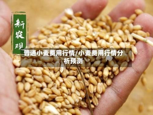 普通小麦费用行情/小麦费用行情分析预测-第2张图片