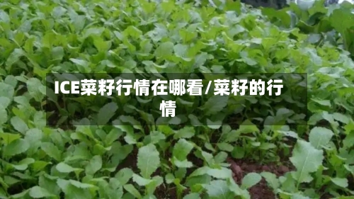 ICE菜籽行情在哪看/菜籽的行情