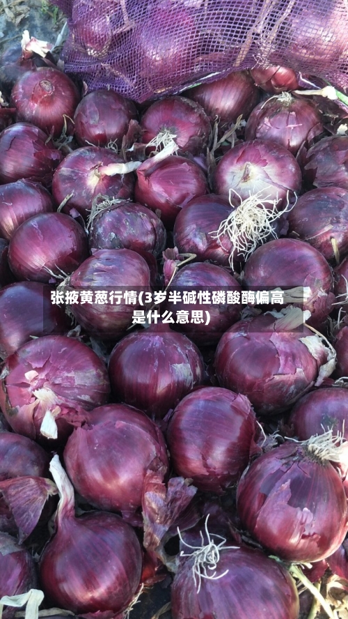 张掖黄葱行情(3岁半碱性磷酸酶偏高是什么意思)