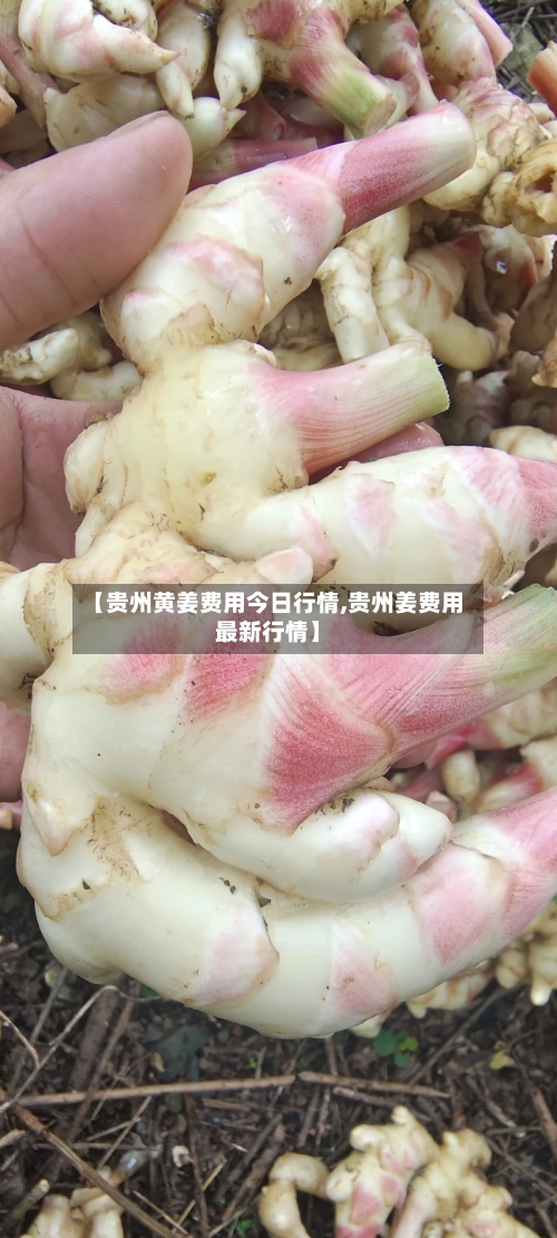 【贵州黄姜费用今日行情,贵州姜费用最新行情】
