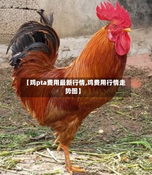 【鸡pta费用最新行情,鸡费用行情走势图】