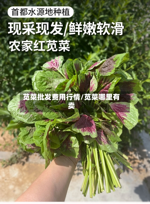 苋菜批发费用行情/苋菜哪里有卖